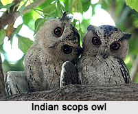 Indian Scops Owl, Indian Bird