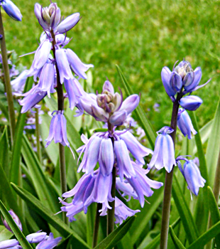 Jungli Piyaz , Indian Plant