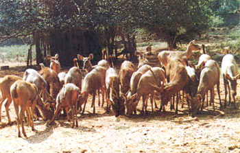 Indira Gandhi Zoological Park