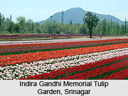 Indira Gandhi Memorial Tulip Garden, Srinagar, Jammu and Kashmir