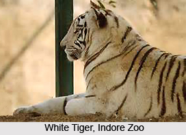 Indore Zoo, Madhya Pradesh