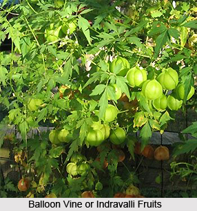 Indravalli, Indian Medicinal Plants