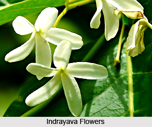 Indrayava, Indian Medicinal Plant