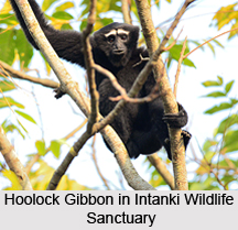 Intanki Wildlife Sanctuary, Nagaland