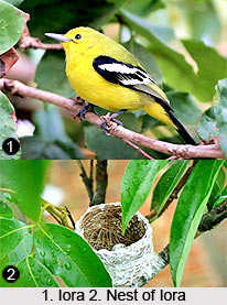 Iora, Indian Bird