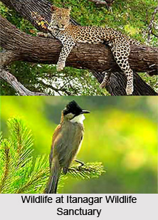 Itanagar Wildlife Sanctuary, Papum Pare District, Arunachal Pradesh