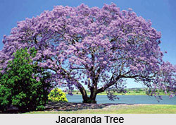 Jacaranda Tree, Indian Trees