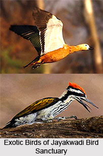 Jaikwadi Wildlife Sanctuary, Maharashtra
