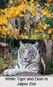 Jaipur Zoo, Rajasthan