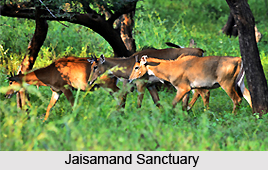 Jaisamand Sanctuary, Udaipur District, Rajasthan