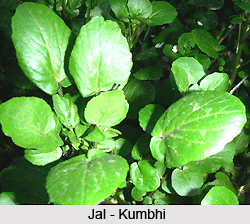 Jal-kumbhi, Indian Herb