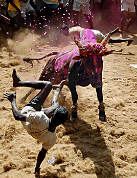 Jallikattu, Indian Traditional Sport