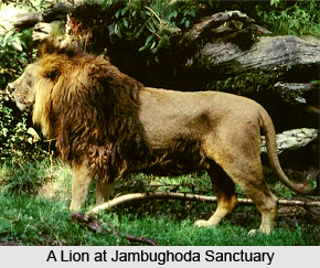 Jambughoda Wildlife Sanctuary, Panchmahal District, Gujarat