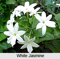 Jasmine, Indian Flower