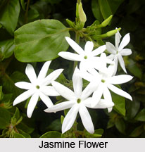 Jasmine Oil