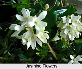 Jasmine Tree, Indian Medicinal Plant