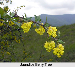 Jaundice Berry , Indian Plant