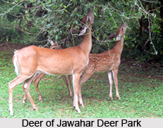 Jawahar Deer Park, Ranga Reddy District, Telangana