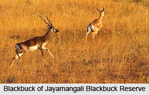 Jayamangali Blackbuck Reserve, Tumkur District, Karnataka