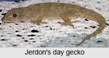 Jerdon`s Day Gecko, Indian Reptile