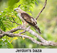 Jerdon`s baza, Indian Bird
