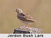 Jerdon`s Bush Lark, Indian Bird