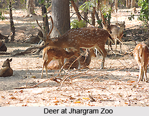 Jhargram Zoo, West Bengal