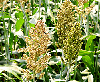 Jowar