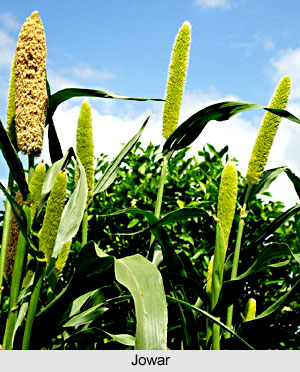 Jowar, Indian Food Crop