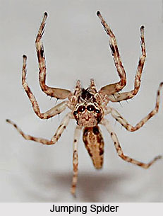 Jumping Spider,Salticidae