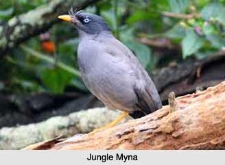 Jungle Myna, Indian Bird