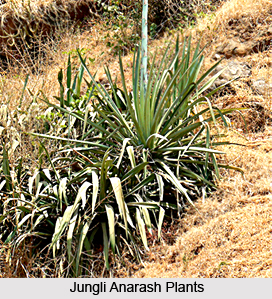 Jungli Anarash, Indian Medicinal Plants