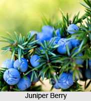 Juniper Oil