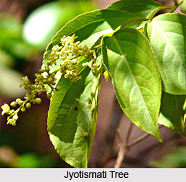 Jyotismati, Indian Medicinal Plant