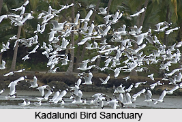 Kadalundi Bird Sanctuary, Kerala