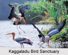 Kaggaladu Bird Sanctuary, Karnataka