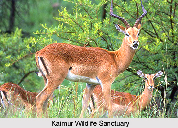 Kaimur Wildlife Sanctuary, Bihar