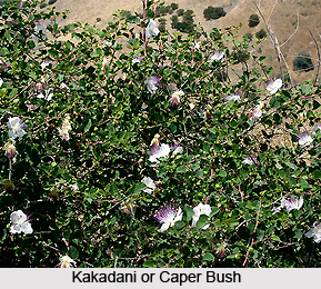 Kakadani, Indian Medicinal Plant