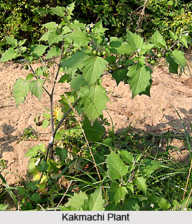 Kakmachi, Indian Medicinal Plant