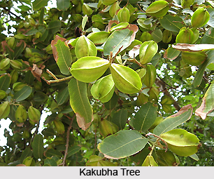 Kakubha, Indian Medicinal Plants