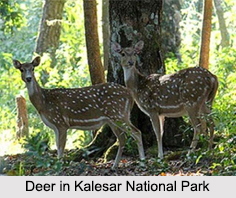 Kalesar National Park, Yamunanagar District, Haryana