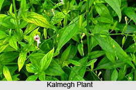 Kalmegh Tree, Indian Medicinal Plant