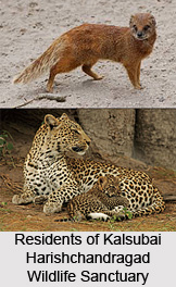 Kalsubai Harishchandragad Wildlife Sanctuary, Maharashtra