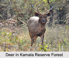 Kamala Reserve Forest, Arunachal Pradesh