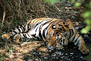 Kanha Tiger Reserve