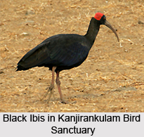 Kanjirankulam Bird Sanctuary, Tamil Nadu