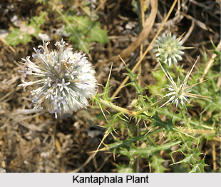 Kantaphala , Indian Medicinal Plant