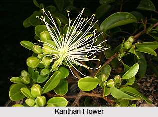 Kanthari, Indian Medicinal Plant