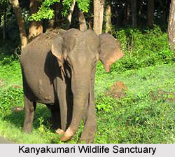 Kanyakumari Wildlife Sanctuary, Tamil Nadu