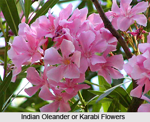 Karabi,  Indian oleander, Indian Medicinal Plant